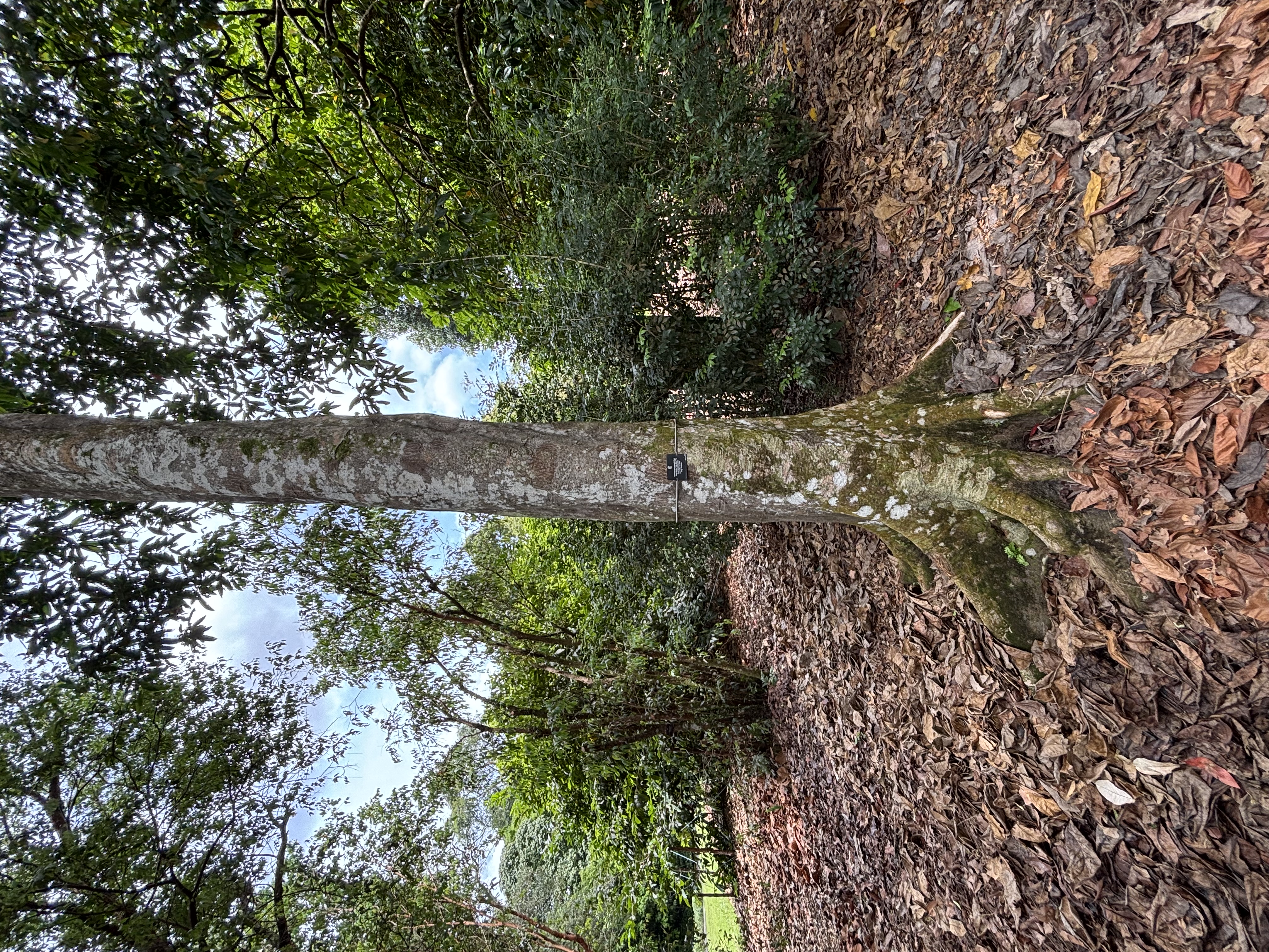 Schmalblättriger Elaeocarpus