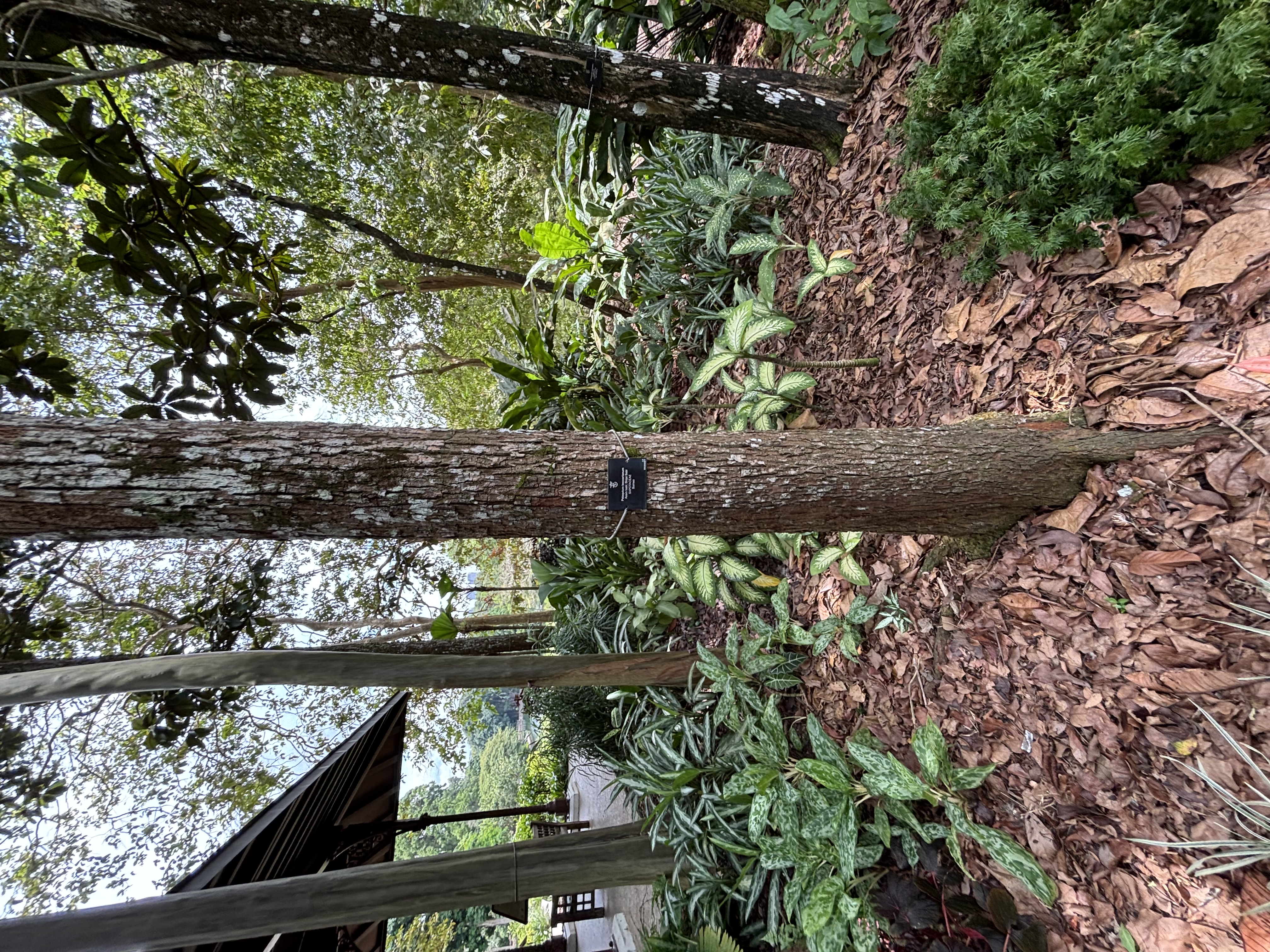 Beccari's Gutta-Percha-Baum