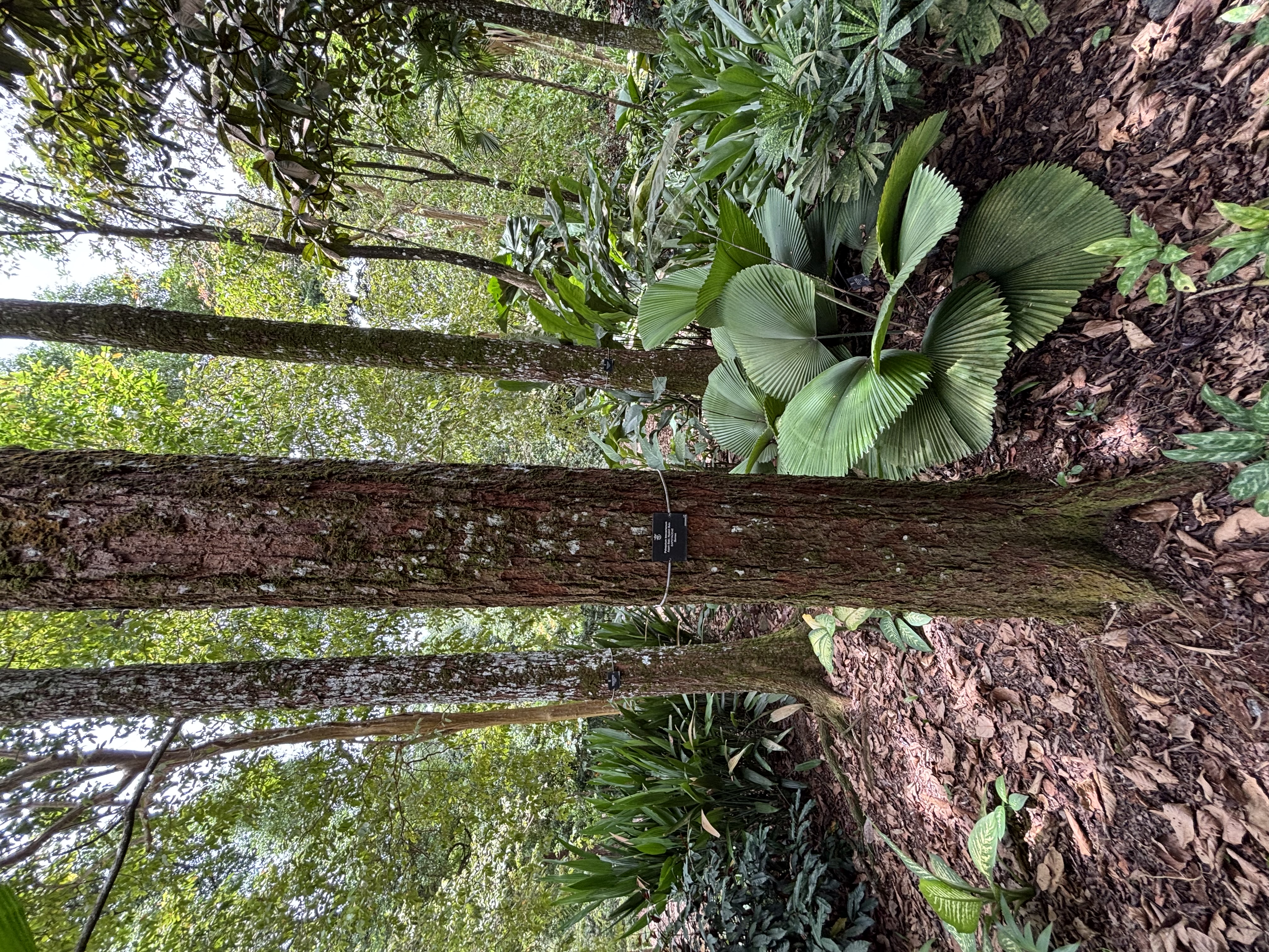 Beccari's Gutta-Percha-Baum