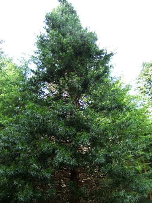 Japanische Schirmtanne;  Schirmfichte;  Schirmtanne