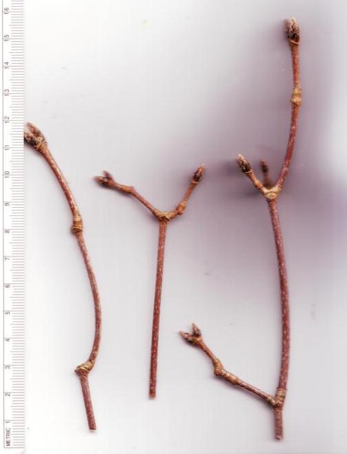 Dreilappige Jungfernrebe