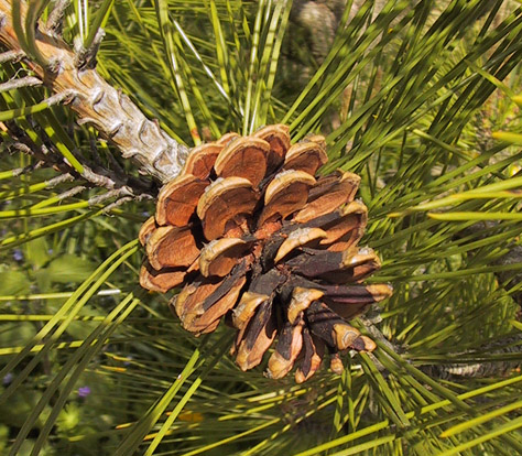 Japanese red pine
