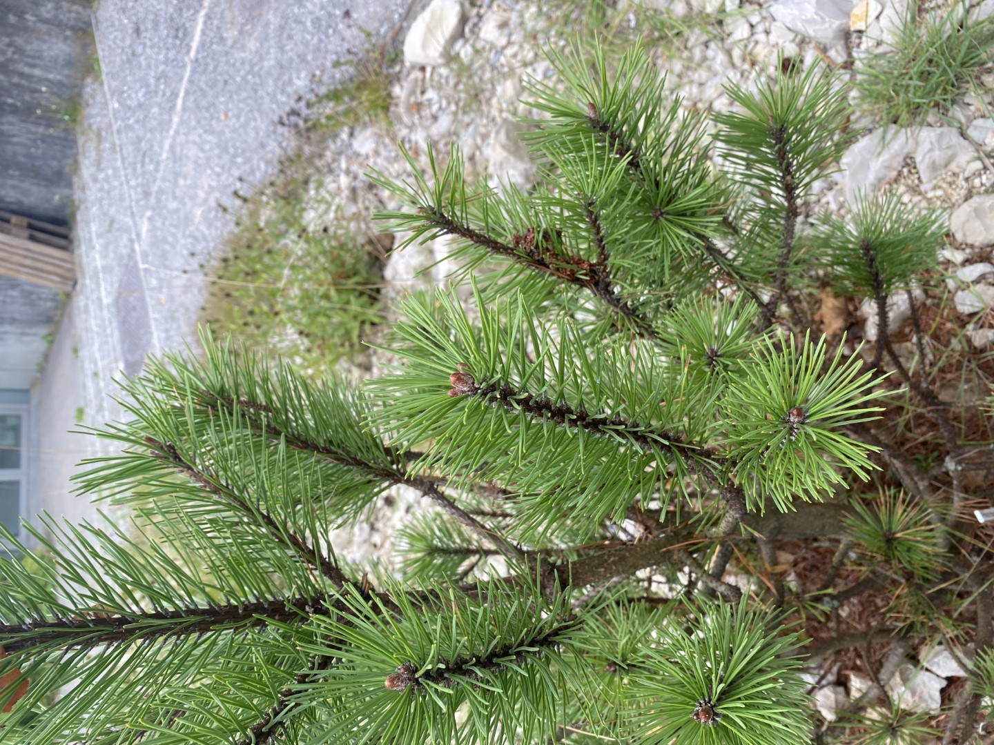 Bergföhre;  Bergkiefer;  Latsche;  Spirke