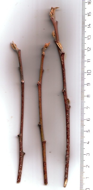 Carolina buckthorn