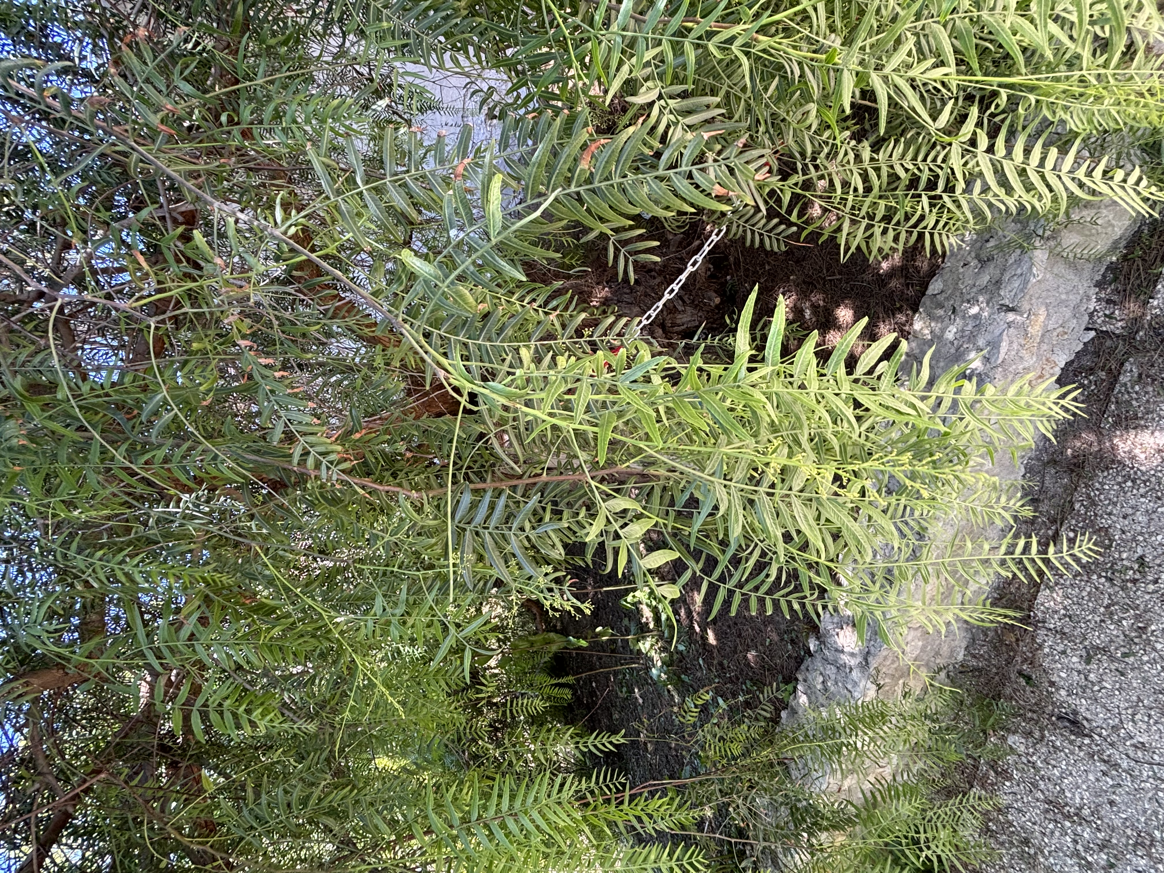 Peruanischer Pfefferbaum