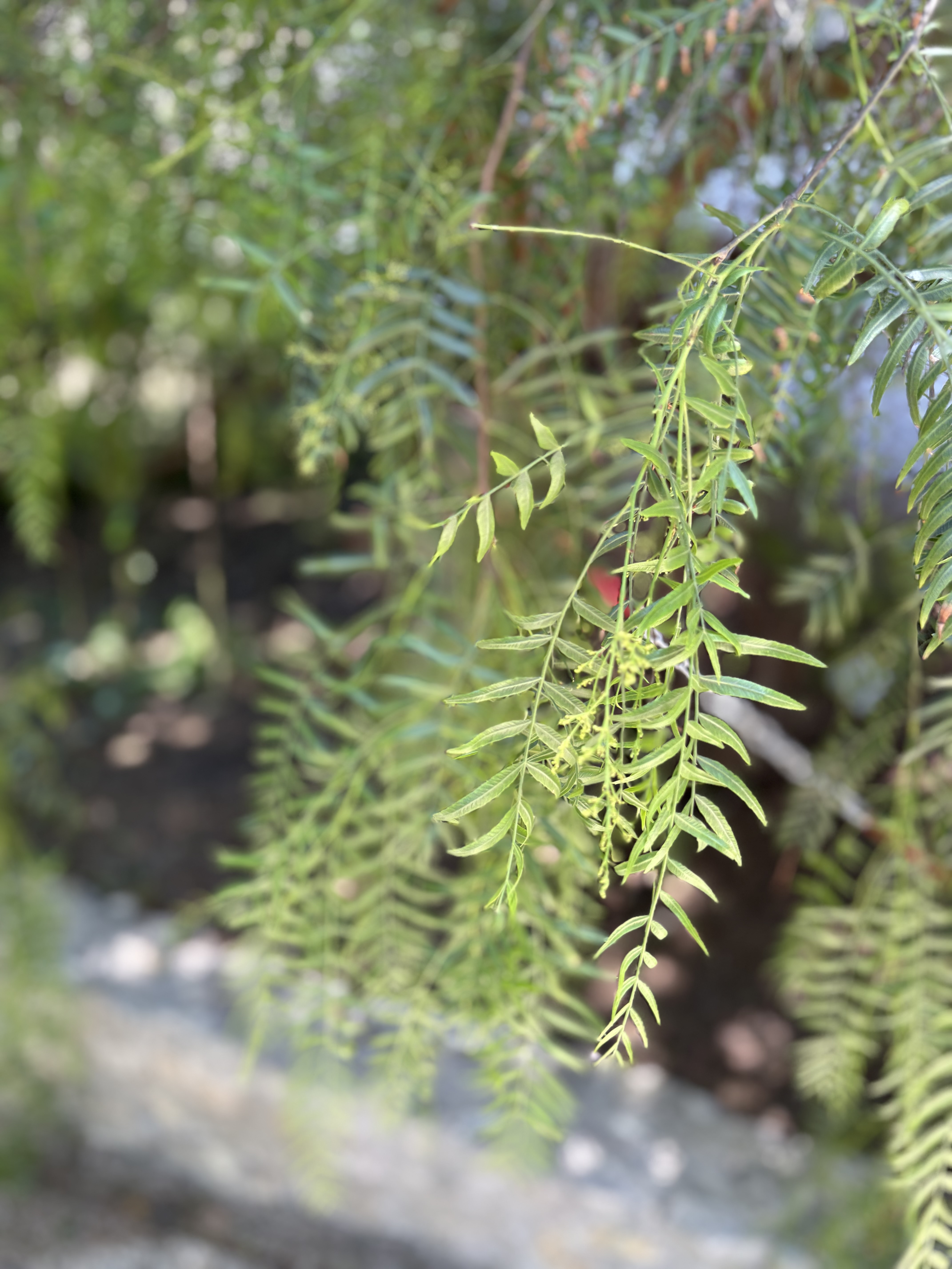 Peruanischer Pfefferbaum