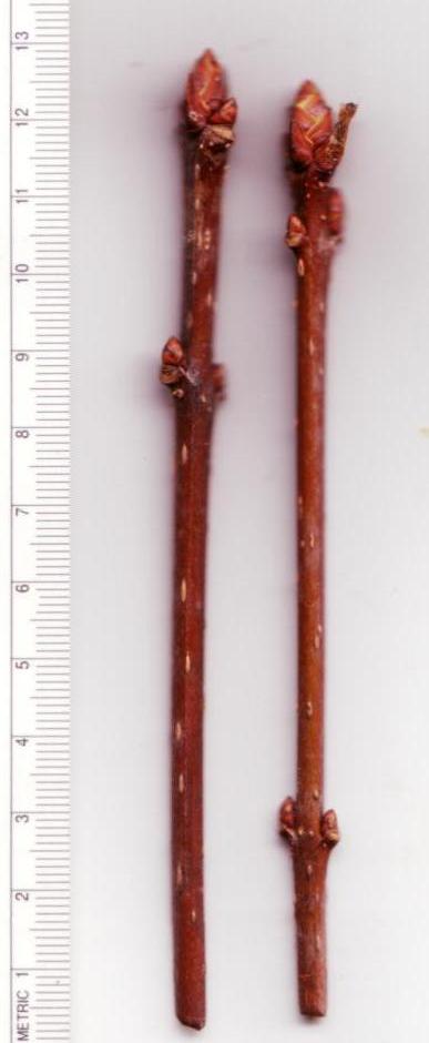 Filziger Flieder
