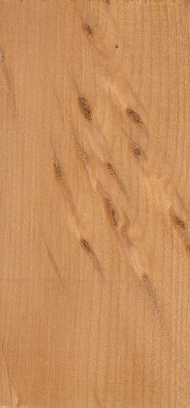 Neuseeländischer Kauri-Baum; Neuseeländische Kauri-Fichte; Neuseeländische Kauri-Kiefer
