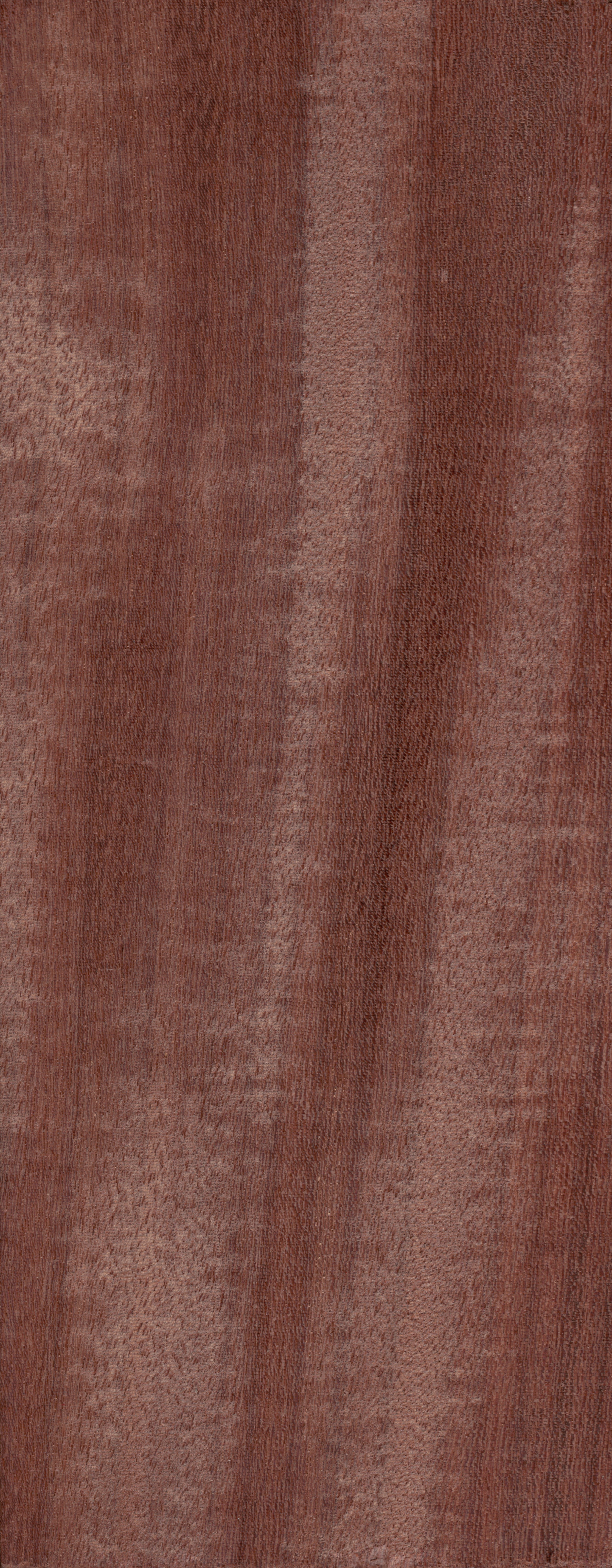 Afrormosia, Kokrodua,Assamela