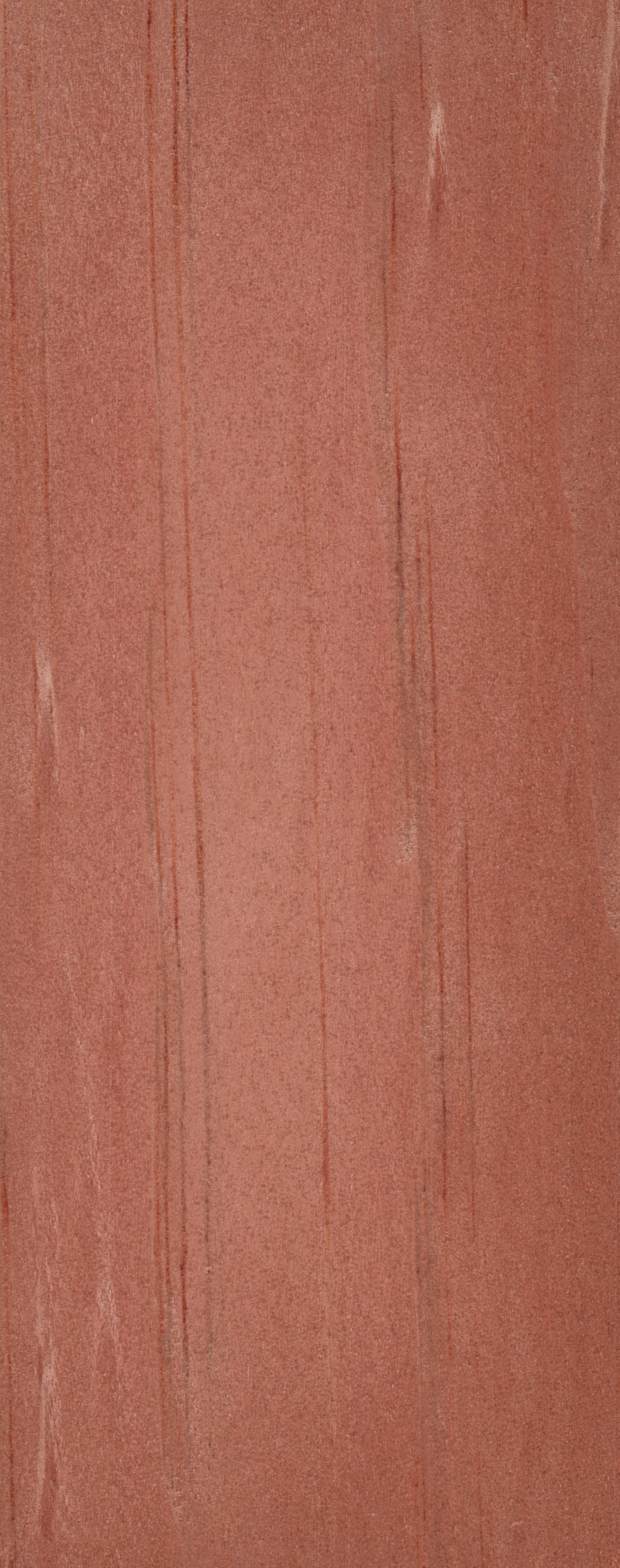 Pino de azúcar;  Pino dulce