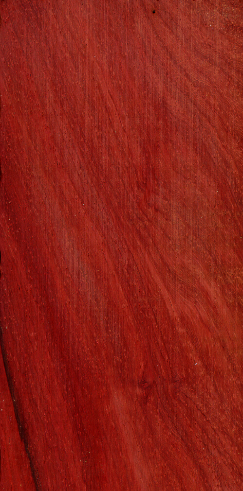 Andaman Padauk;  Andaman Redwood